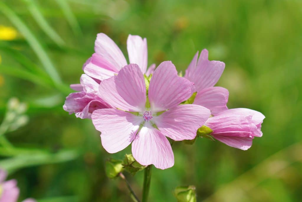 Musc tahara que devezvous savoir sur ce parfum